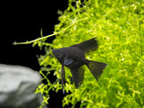 Black Angelfish (Pterophyllum scalare), Tank-Bred