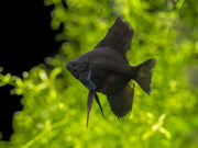 Black Angelfish (Pterophyllum scalare), Tank-Bred