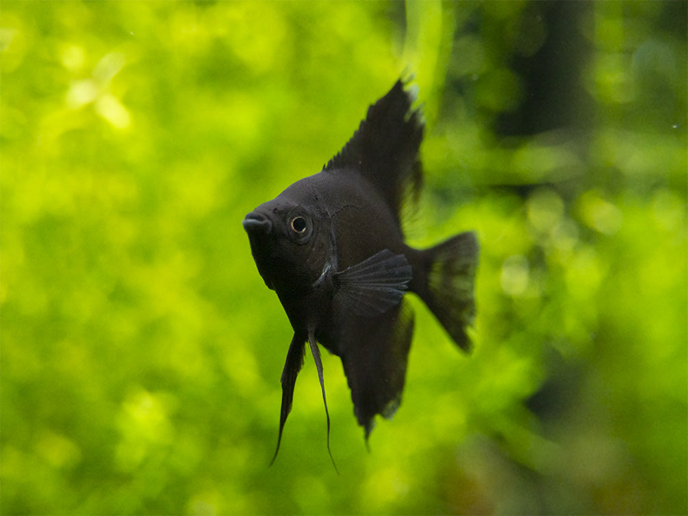 Black Angelfish (Pterophyllum scalare), Tank-Bred