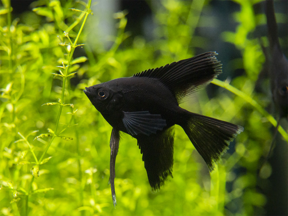 Black Angelfish (Pterophyllum scalare), Tank-Bred