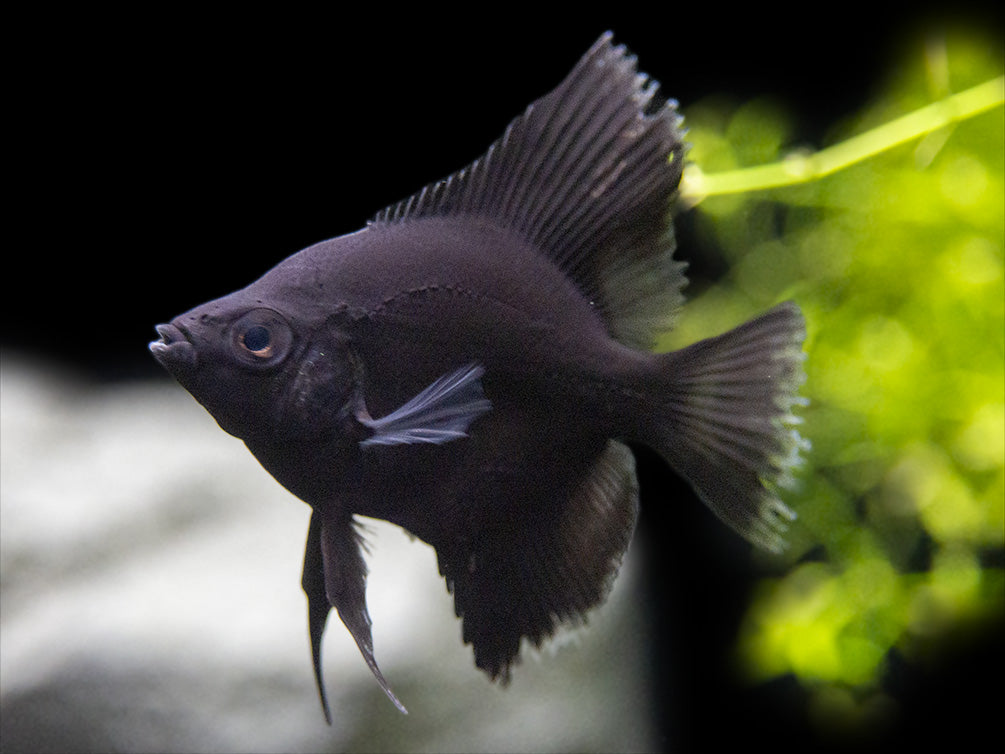 Black Angelfish (Pterophyllum scalare), Tank-Bred