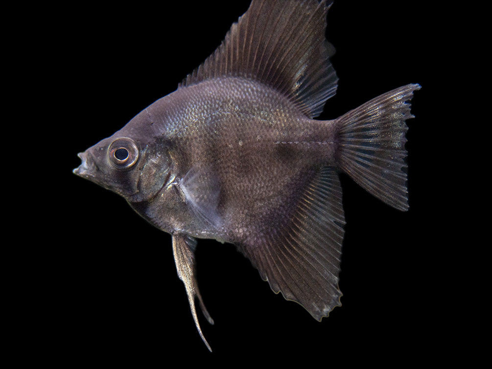 Black Angelfish (Pterophyllum scalare), Tank-Bred