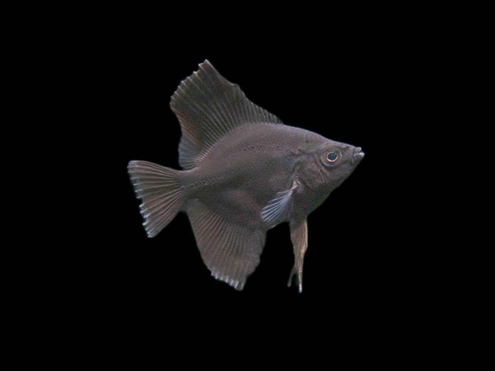 Black Angelfish (Pterophyllum scalare), Tank-Bred