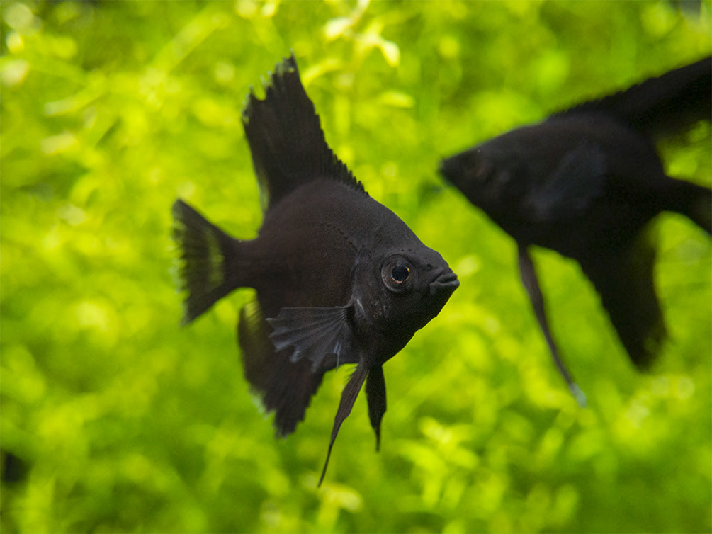 Black Angelfish (Pterophyllum scalare), Tank-Bred