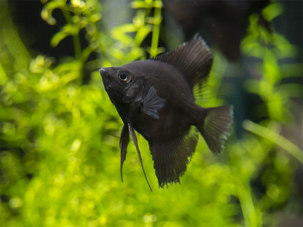 Black Angelfish (Pterophyllum scalare), Tank-Bred