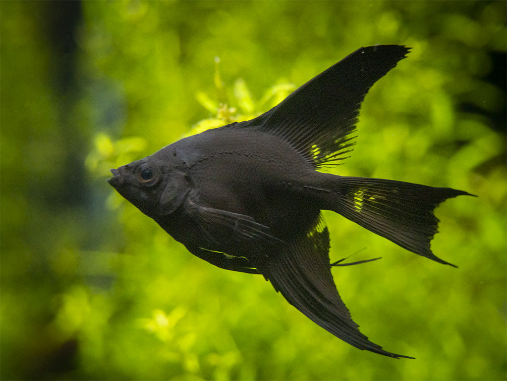 Black Angelfish (Pterophyllum scalare), Tank-Bred