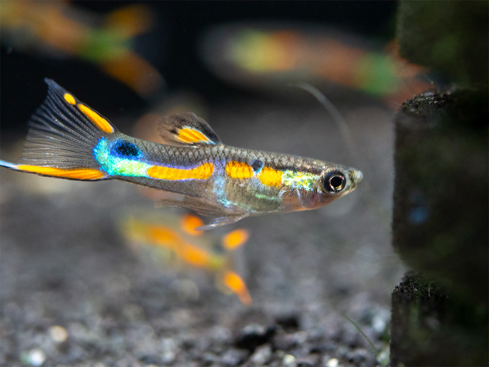 Black Bar Endler’s Livebearer (Poecilia wingei) - Male, Tank-Bred