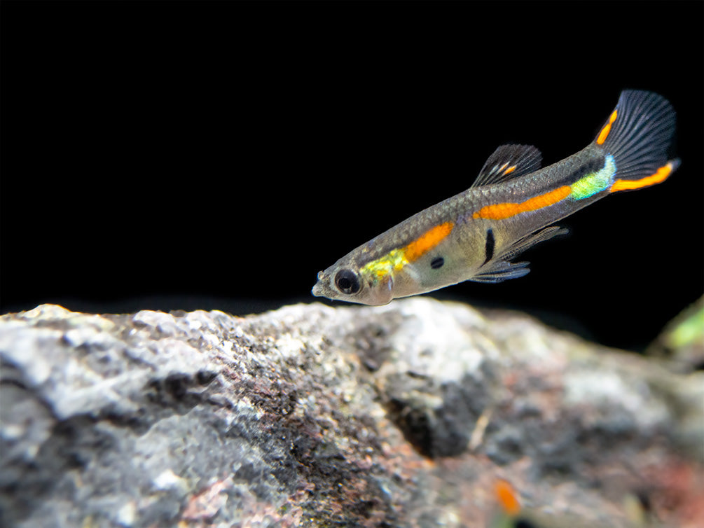 Black Bar Endler’s Livebearer (Poecilia wingei) - Male, Tank-Bred