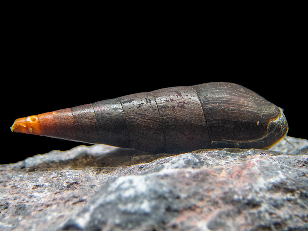 Black Devil Spike Snail (Faunus ater)