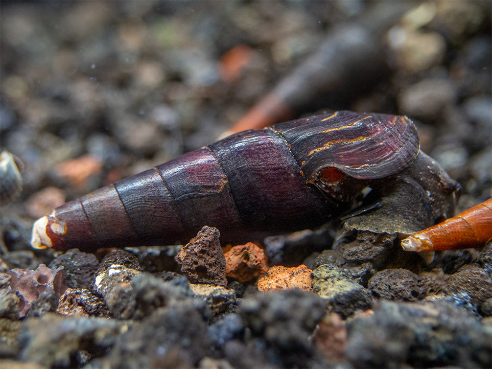 Black Devil Spike Snail (Faunus ater)