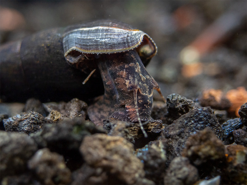 Black Devil Spike Snail (Faunus ater)