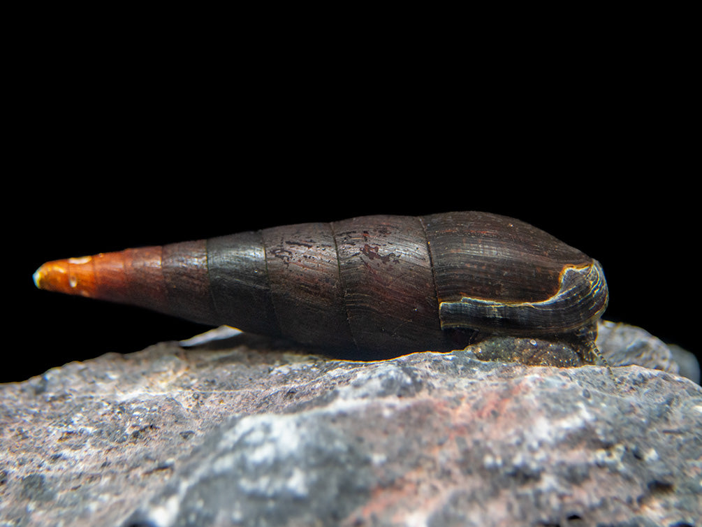 Black Devil Spike Snail (Faunus ater)