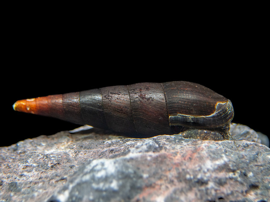 Black Devil Snail (Faunus ater) - Aquatic Arts