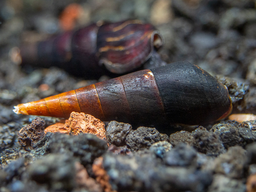 Black Devil Spike Snail (Faunus ater)