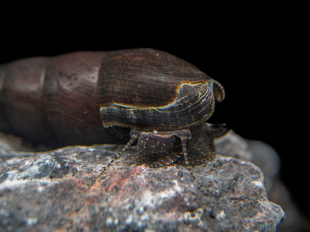 Black Devil Spike Snail (Faunus ater)