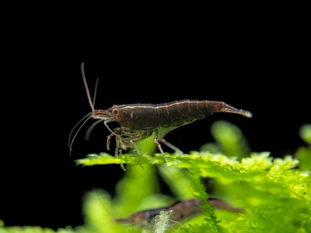 Black Diamond Chocolate Shrimp Breeder Combo Box