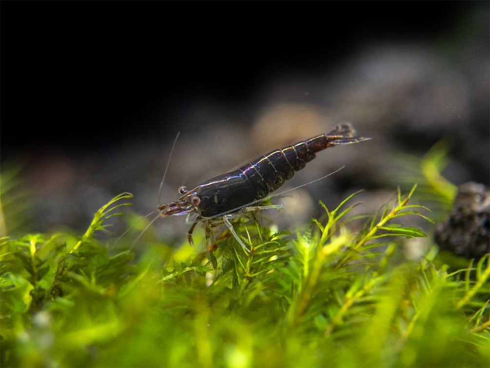 Black Diamond Chocolate Shrimp Breeder Combo Box