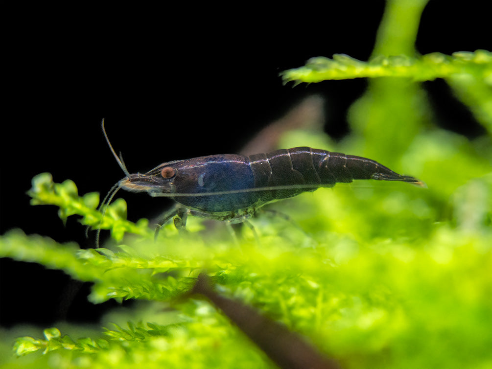 Black Diamond Chocolate Shrimp Breeder Combo Box