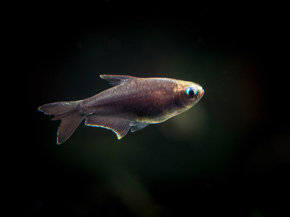 Black Emperor Tetra (Nematobrycon palmeri var. "Amphiloxus Black") - Tank-Bred!