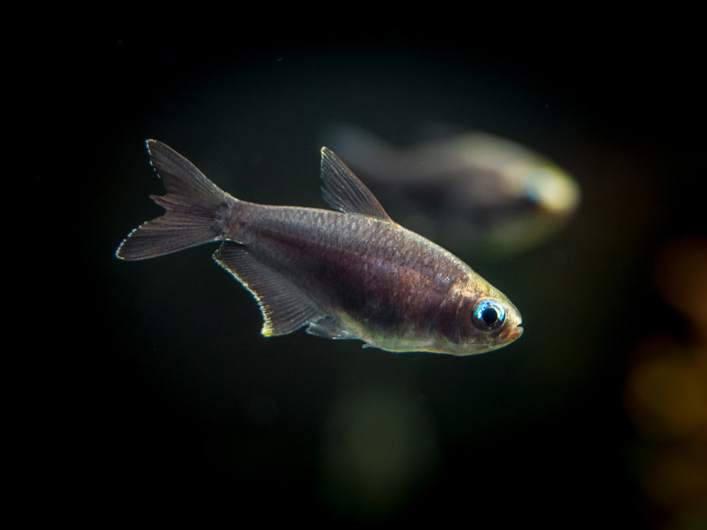 Black Emperor Tetra (Nematobrycon palmeri var. "Amphiloxus Black") - Tank-Bred!