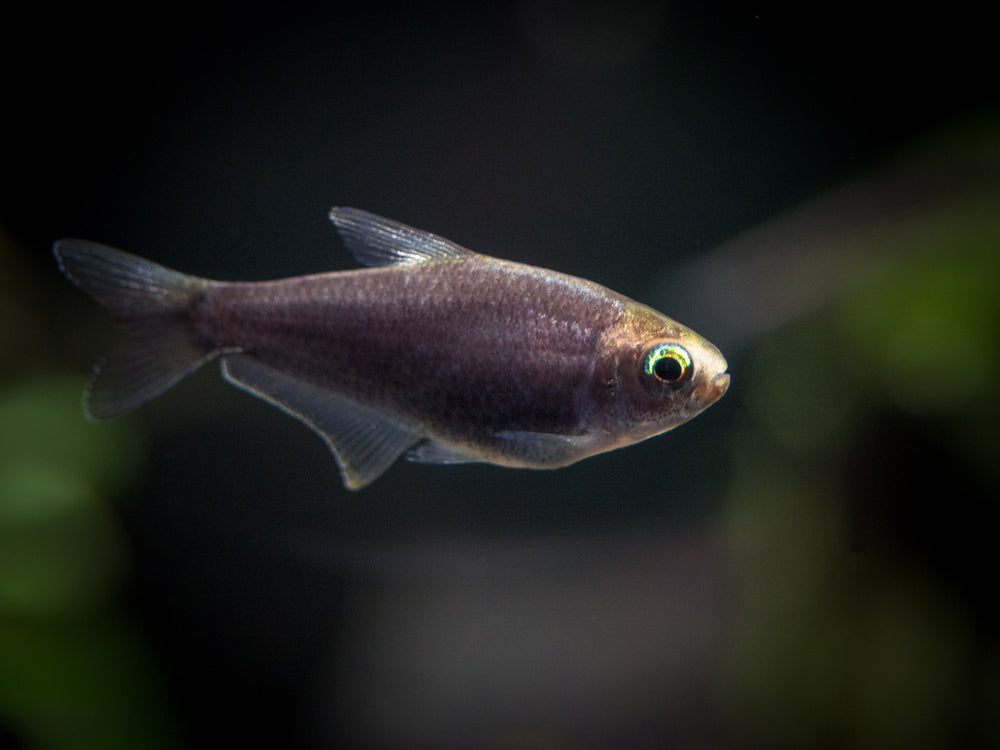 Black Emperor Tetra (Nematobrycon palmeri var. "Amphiloxus Black") - Tank-Bred!