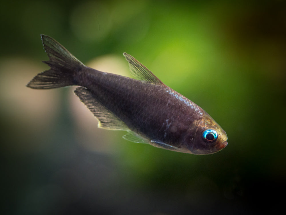 black tetra fish