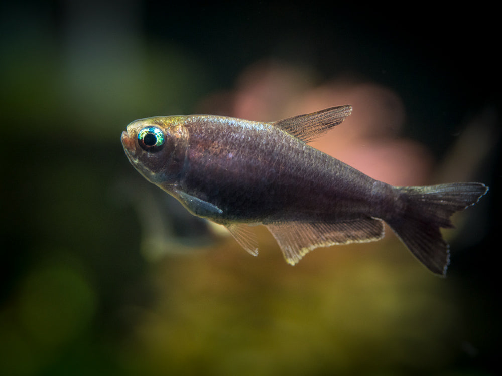 Black Emperor Tetra (Nematobrycon palmeri var. "Amphiloxus Black") - Tank-Bred!