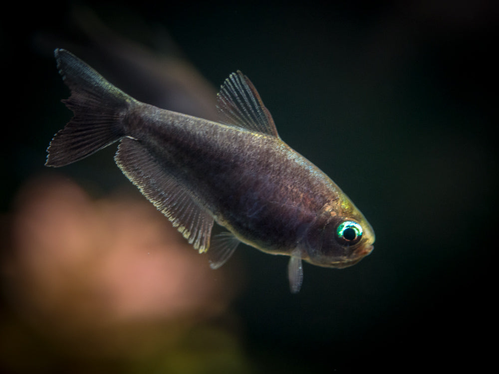 Black Emperor Tetra (Nematobrycon palmeri var. "Amphiloxus Black") - Tank-Bred!