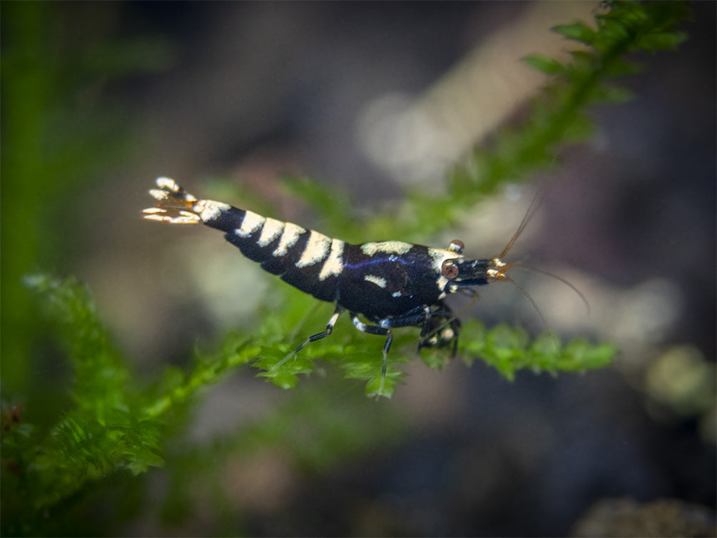 Black Galaxy Pinto Shrimp (Caridina cantonensis, A Grade), Tank-Bred