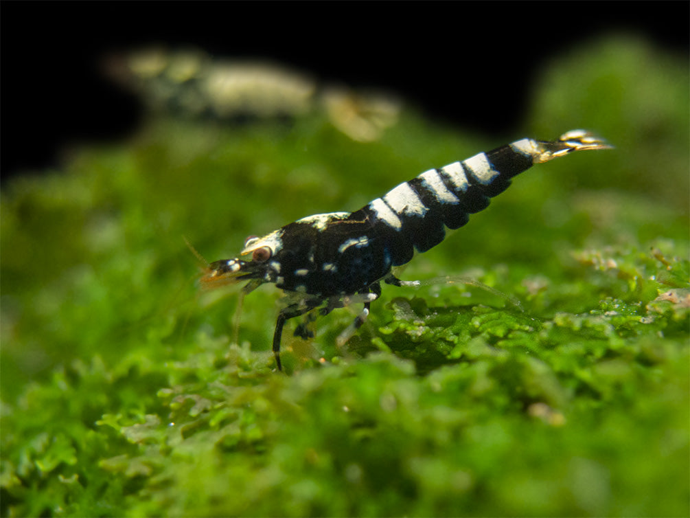 Black Galaxy Pinto Shrimp (Caridina cantonensis, A Grade), Tank-Bred