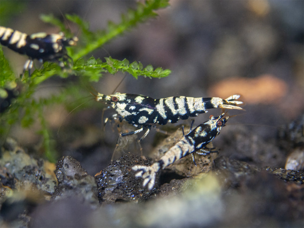 Black Galaxy Pinto Shrimp (Caridina cantonensis, A Grade), Tank-Bred