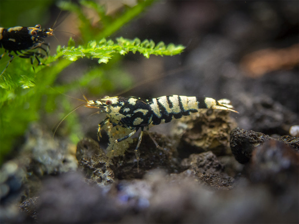 Black Galaxy Pinto Shrimp (Caridina cantonensis, A Grade), Tank-Bred