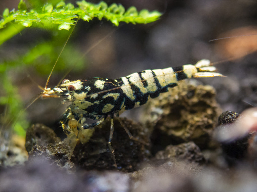 Black Galaxy Pinto Shrimp (Caridina cantonensis, A Grade), Tank-Bred