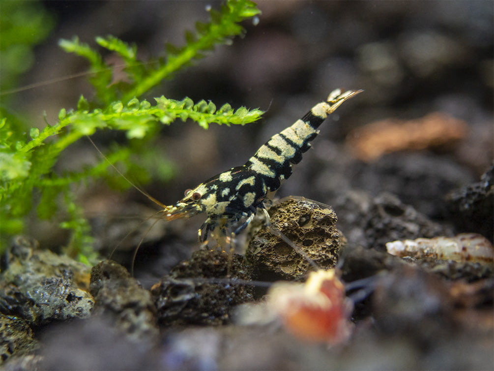 Black Galaxy Pinto Shrimp (Caridina cantonensis, A Grade), Tank-Bred