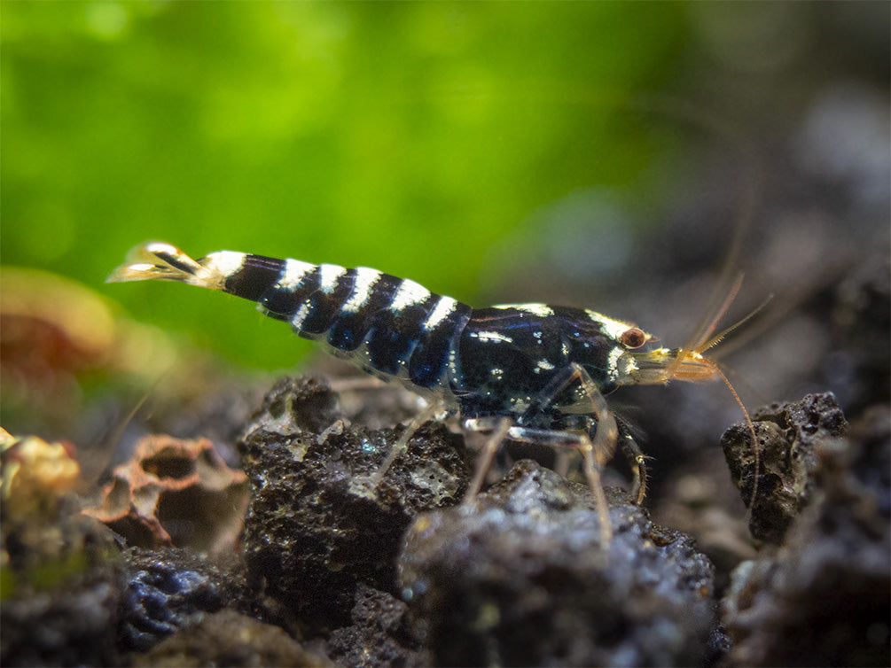 Black Galaxy Pinto Shrimp (Caridina cantonensis, A Grade), Tank-Bred