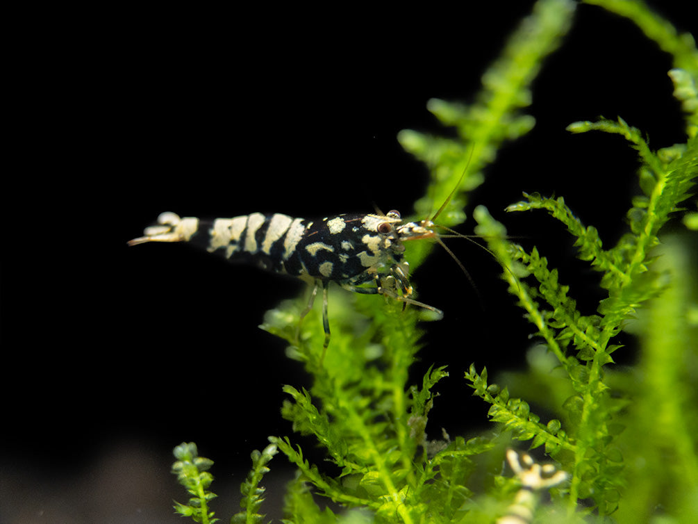 Black Galaxy Pinto Shrimp (Caridina cantonensis, A Grade), Tank-Bred
