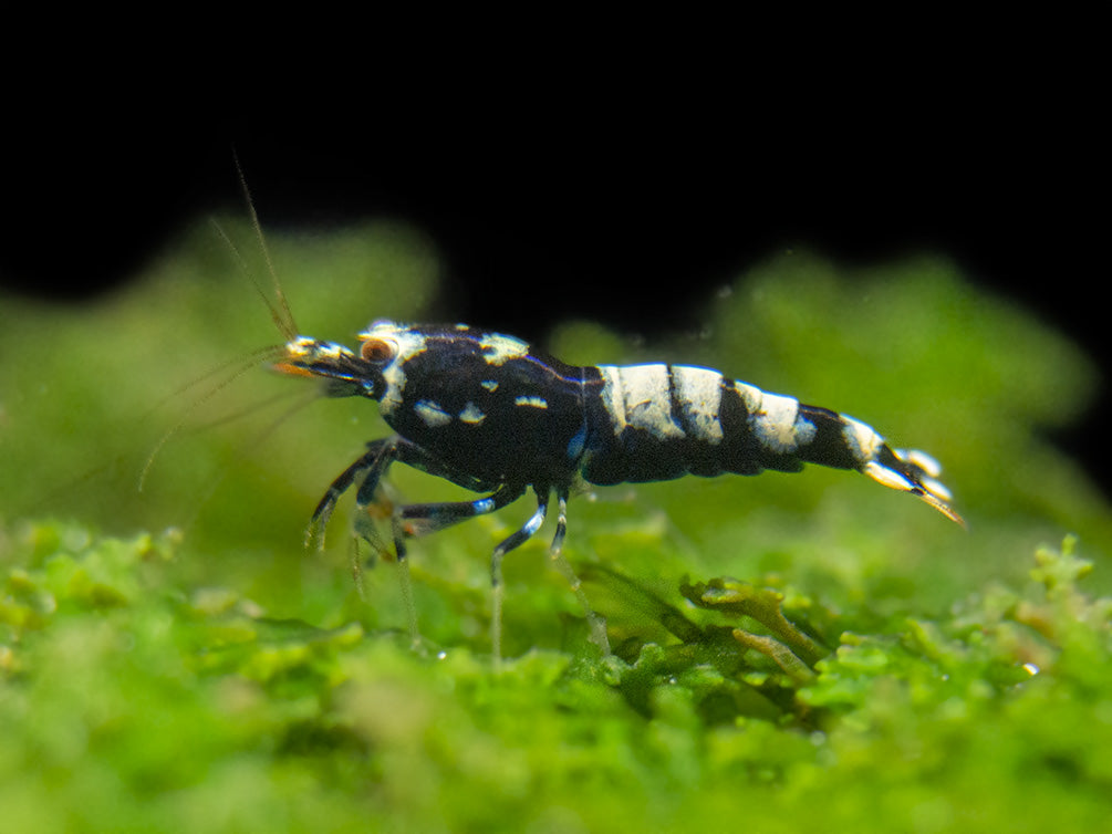 Black Galaxy Pinto Shrimp (Caridina cantonensis, A Grade), Tank-Bred