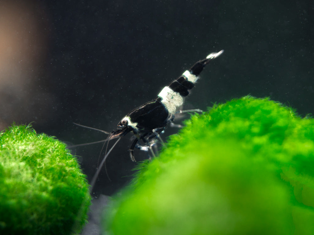 Black King Kong AKA Black Bolt Shrimp (Caridina cantonensis), A-S Grade, Tank-Bred!