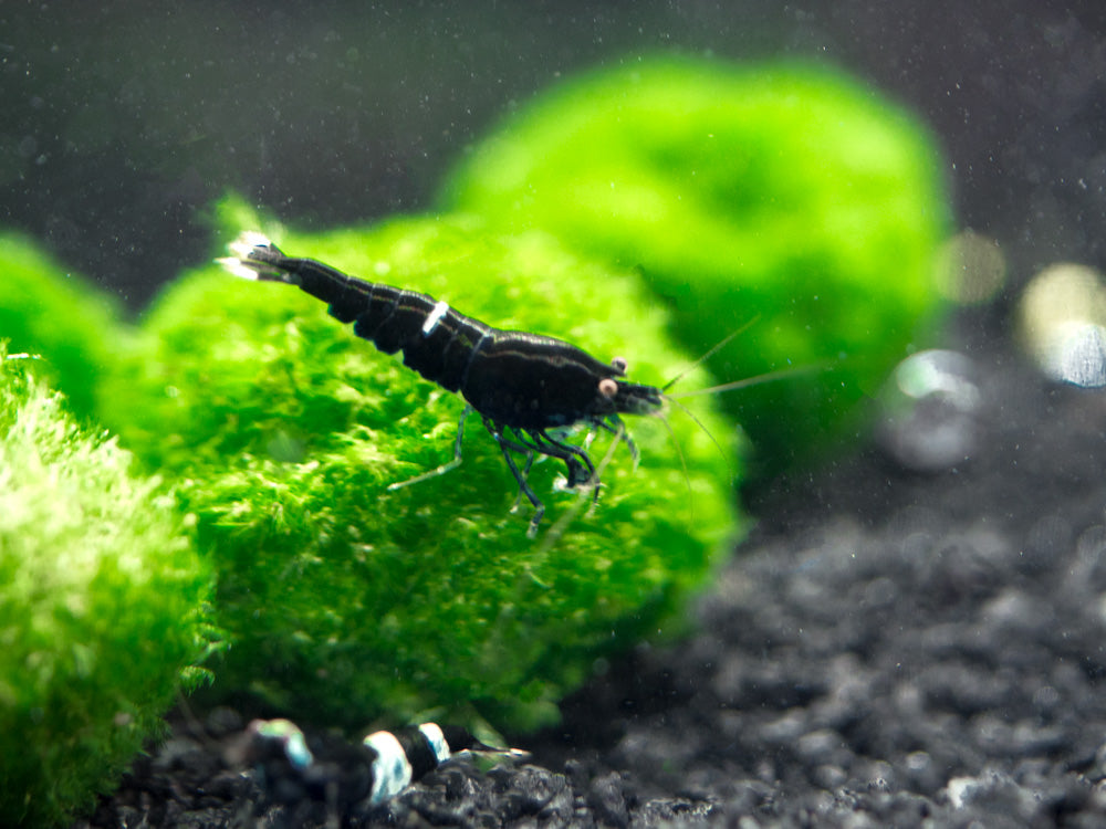 Black King Kong AKA Black Bolt Shrimp (Caridina cantonensis), A-S Grade, Tank-Bred!