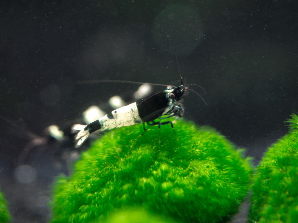 Black King Kong AKA Black Bolt Shrimp (Caridina cantonensis), A-S Grade, Tank-Bred!