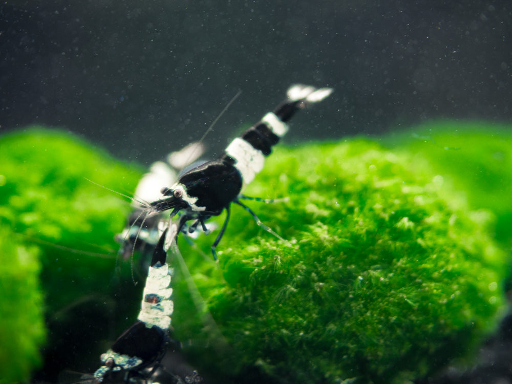 Black King Kong AKA Black Bolt Shrimp (Caridina cantonensis), A-S Grade, Tank-Bred!