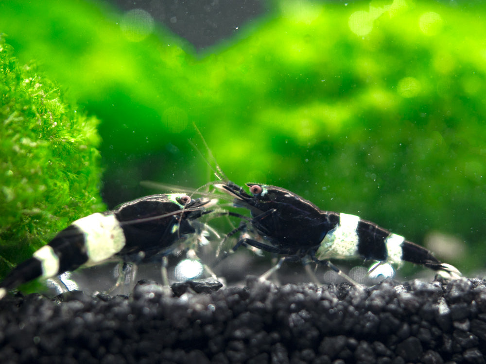 Black King Kong AKA Black Bolt Shrimp (Caridina cantonensis), A-S Grade, Tank-Bred!