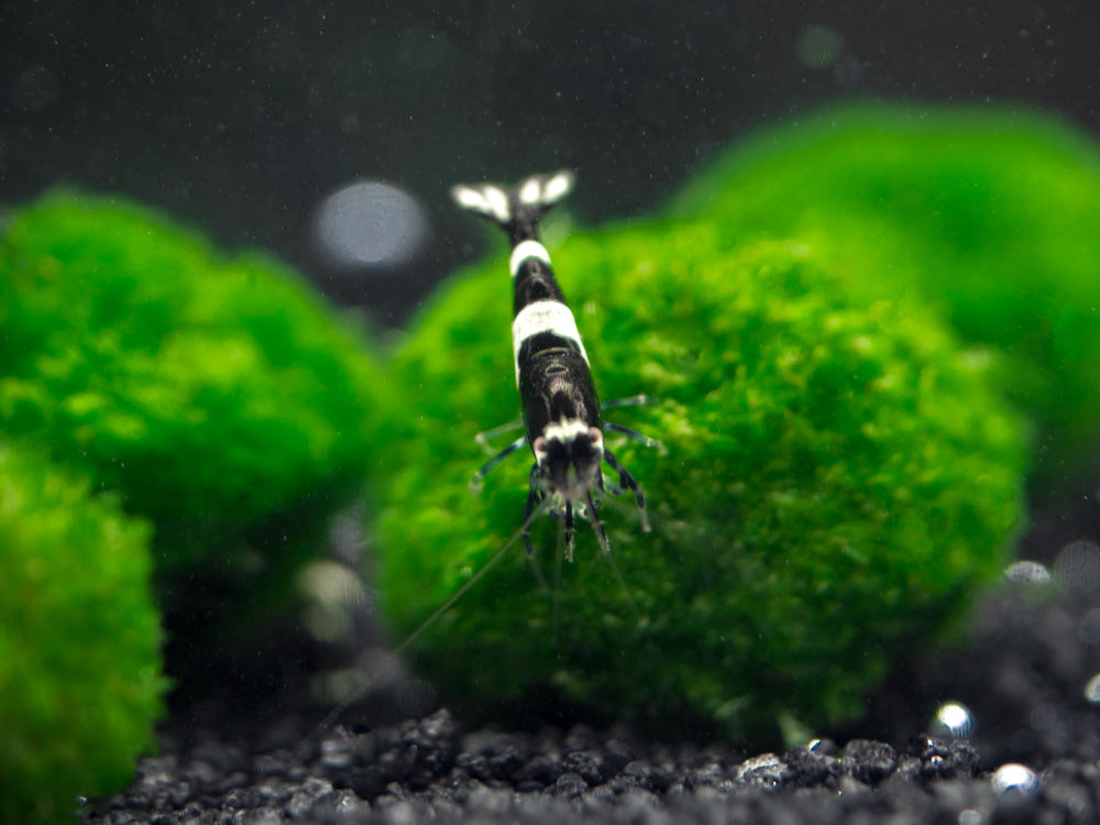 Black King Kong AKA Black Bolt Shrimp (Caridina cantonensis), A-S Grade, Tank-Bred!