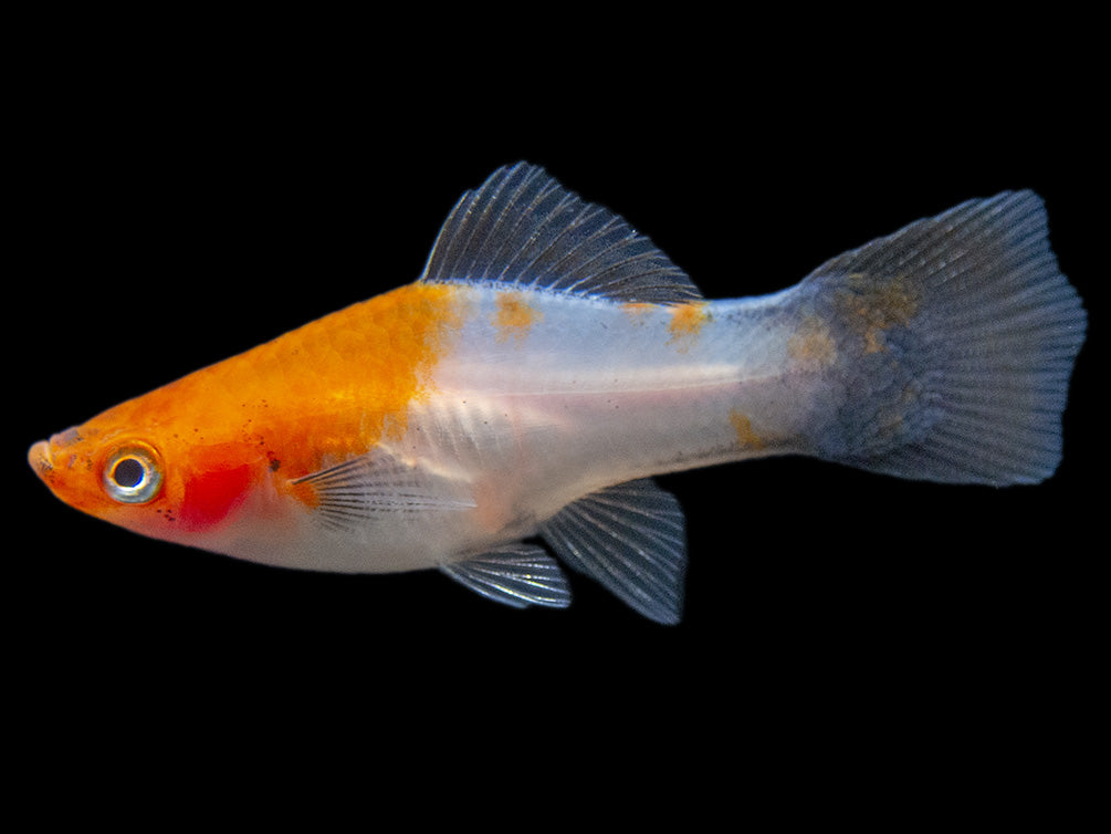 Black Tail Koi Kohaku Swordtail (Xiphophorus helleri), Tank-Bred