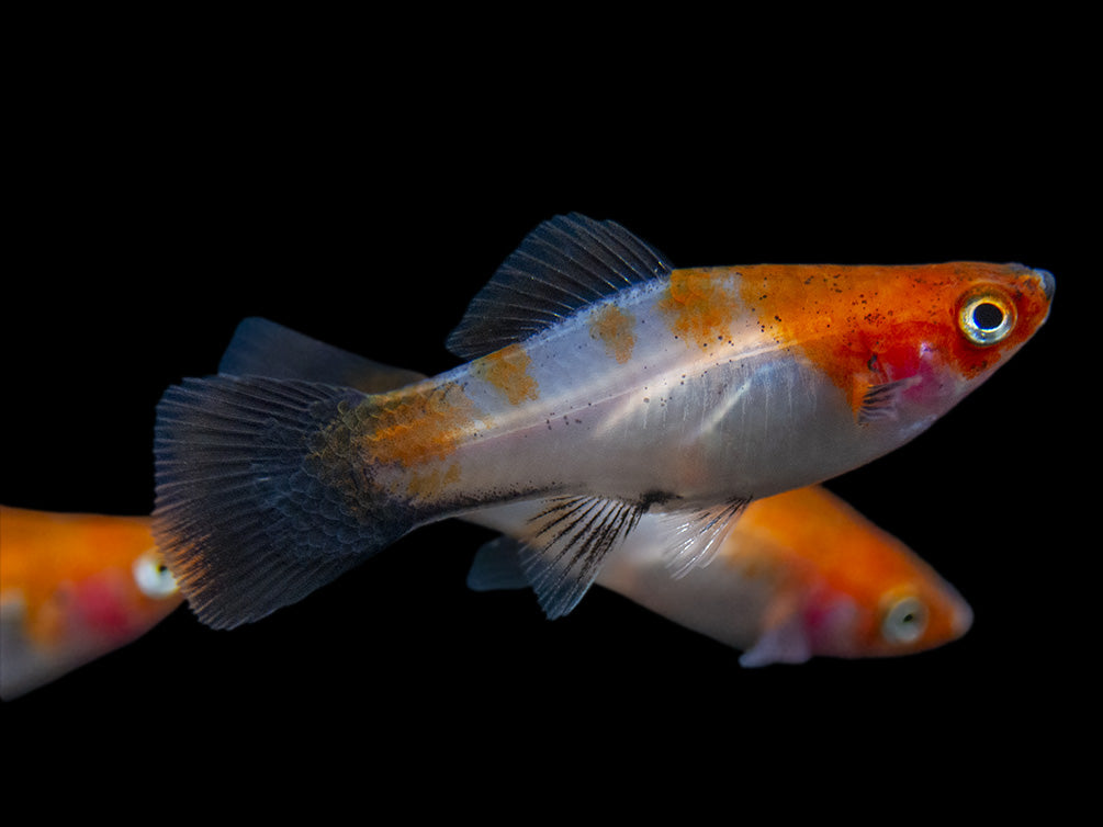 Black Tail Koi Kohaku Swordtail (Xiphophorus helleri), Tank-Bred