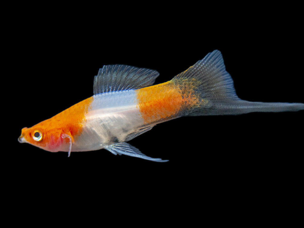 Black Tail Koi Kohaku Swordtail (Xiphophorus helleri), Tank-Bred