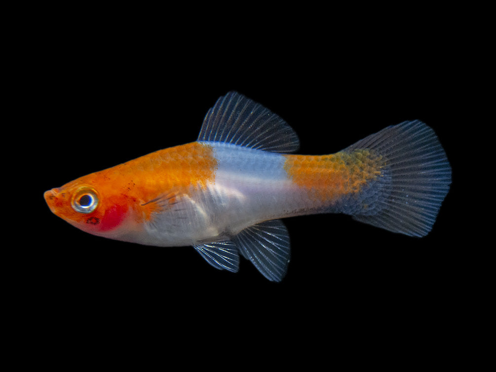 Black Tail Koi Kohaku Swordtail (Xiphophorus helleri), Tank-Bred