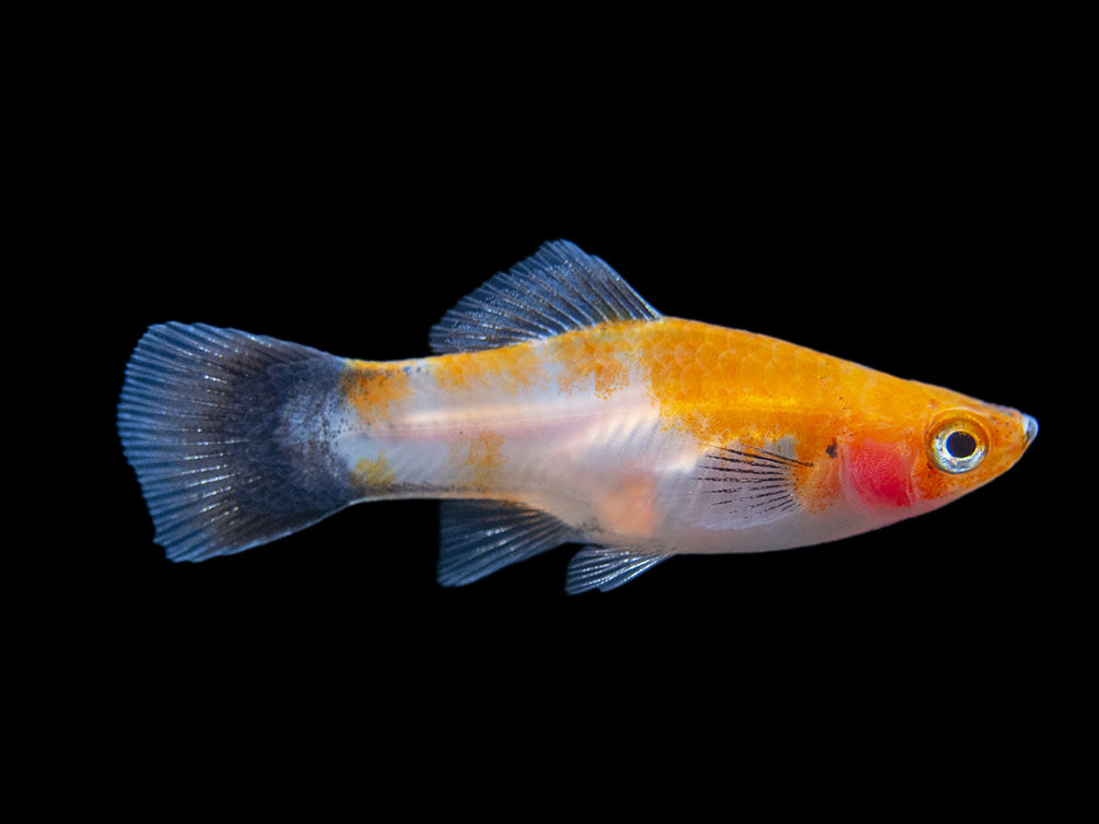 Black Tail Koi Kohaku Swordtail (Xiphophorus helleri), Tank-Bred