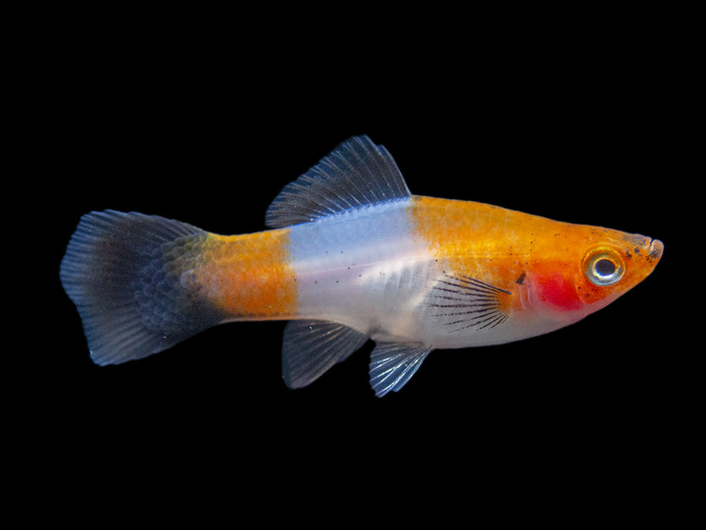 Black Tail Koi Kohaku Swordtail (Xiphophorus helleri), Tank-Bred