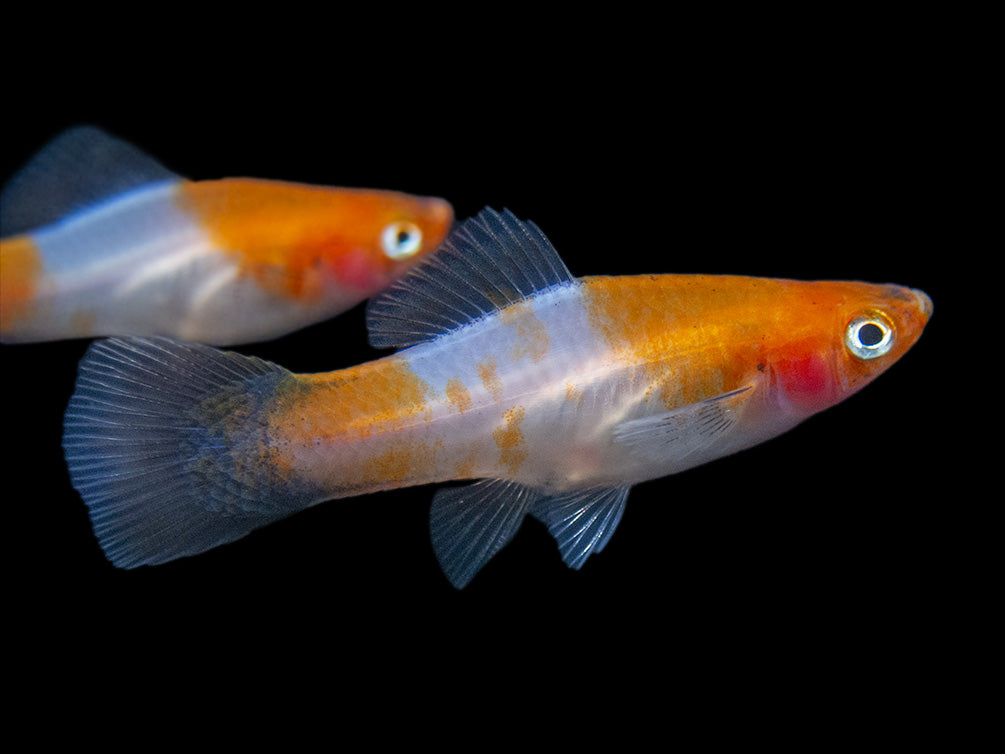 Black Tail Koi Kohaku Swordtail (Xiphophorus helleri), Tank-Bred